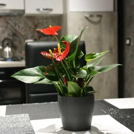 Διαμέρισμα Loft Ramondetta 30tre